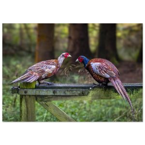 A Brace Of Pheasants - Aluminum Fine Art Print