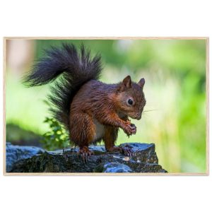 Red Squirrel With An Acorn - Fine art Wooden Framed Poster