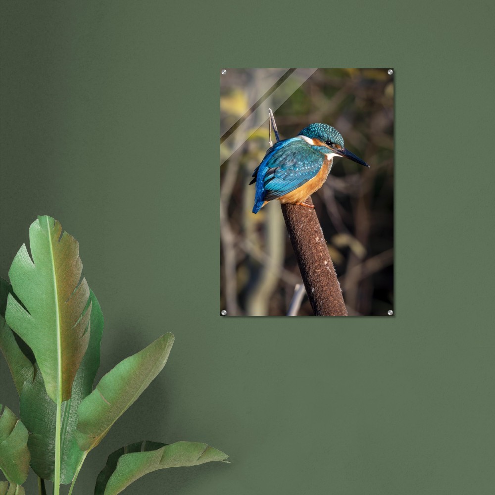 Kingfisher on a Bullrush - Acrylic fine art print - Image 7