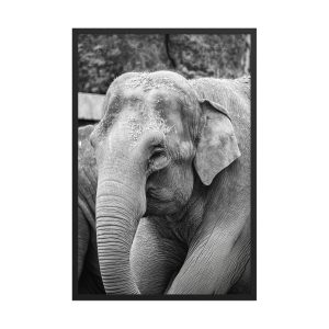 Elephant B&W -Black and white framed fine art print