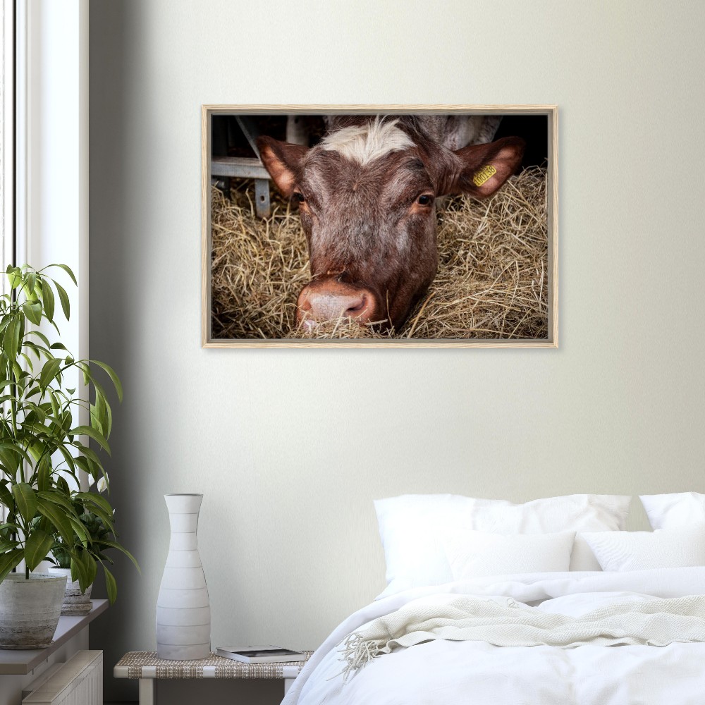 Hungry Cow - Framed Canvas - Image 4