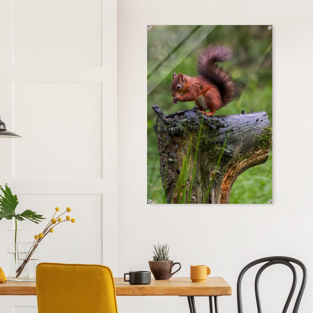 Red Squirrel - Acrylic Print - Image 4