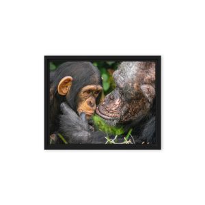 A tender Chimpanzee moment - Framed canvas fine art print