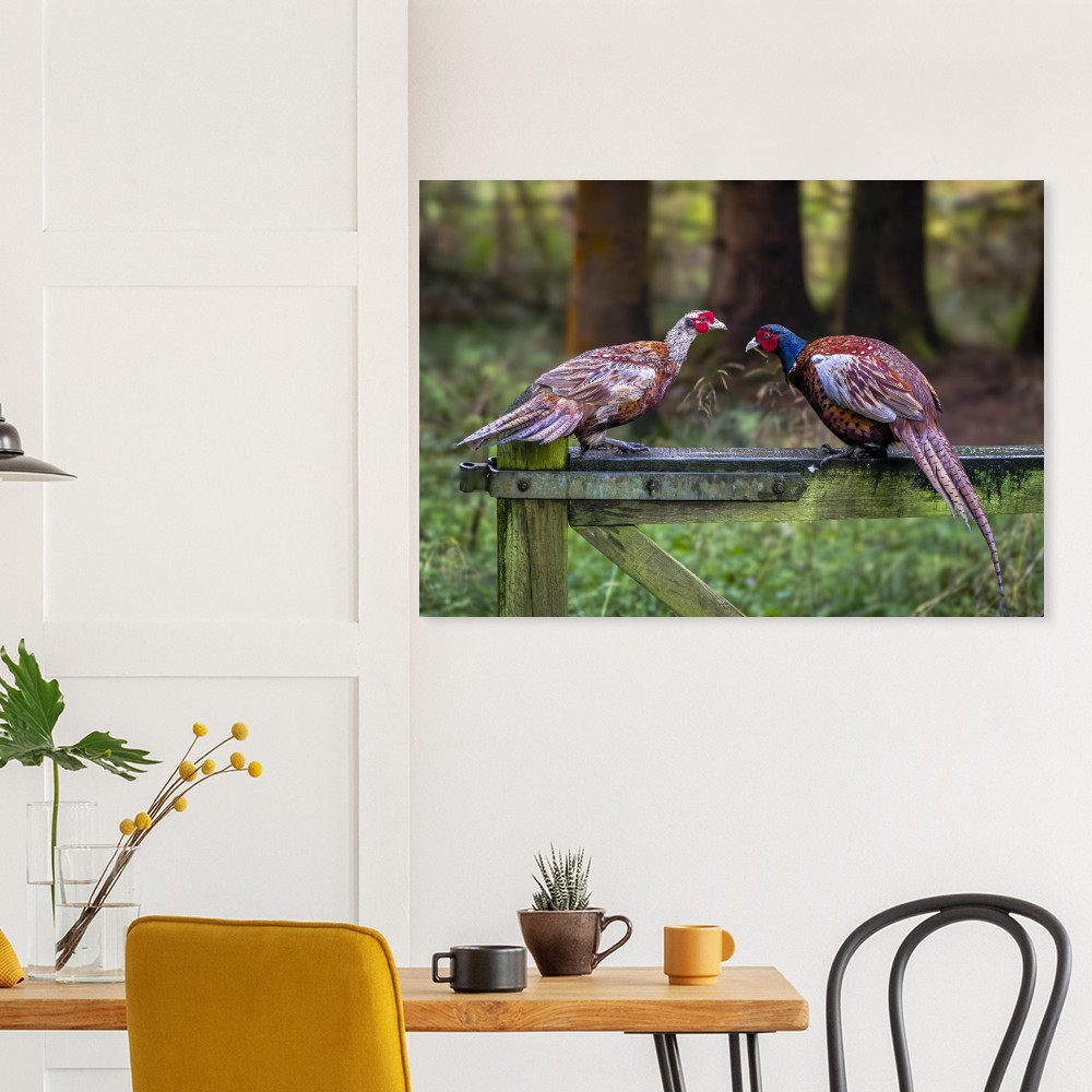 A Brace Of Pheasants - Aluminum Fine Art Print - Image 5