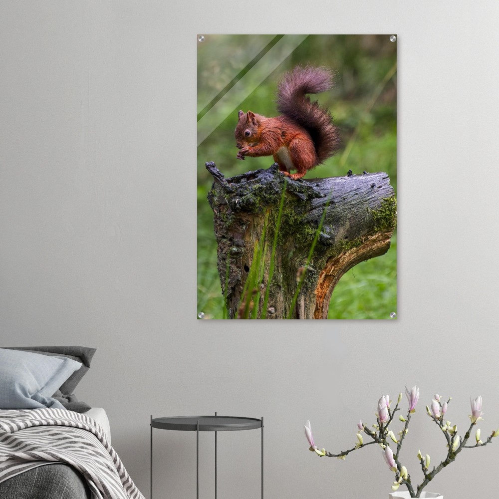 Red Squirrel - Acrylic Print - Image 6