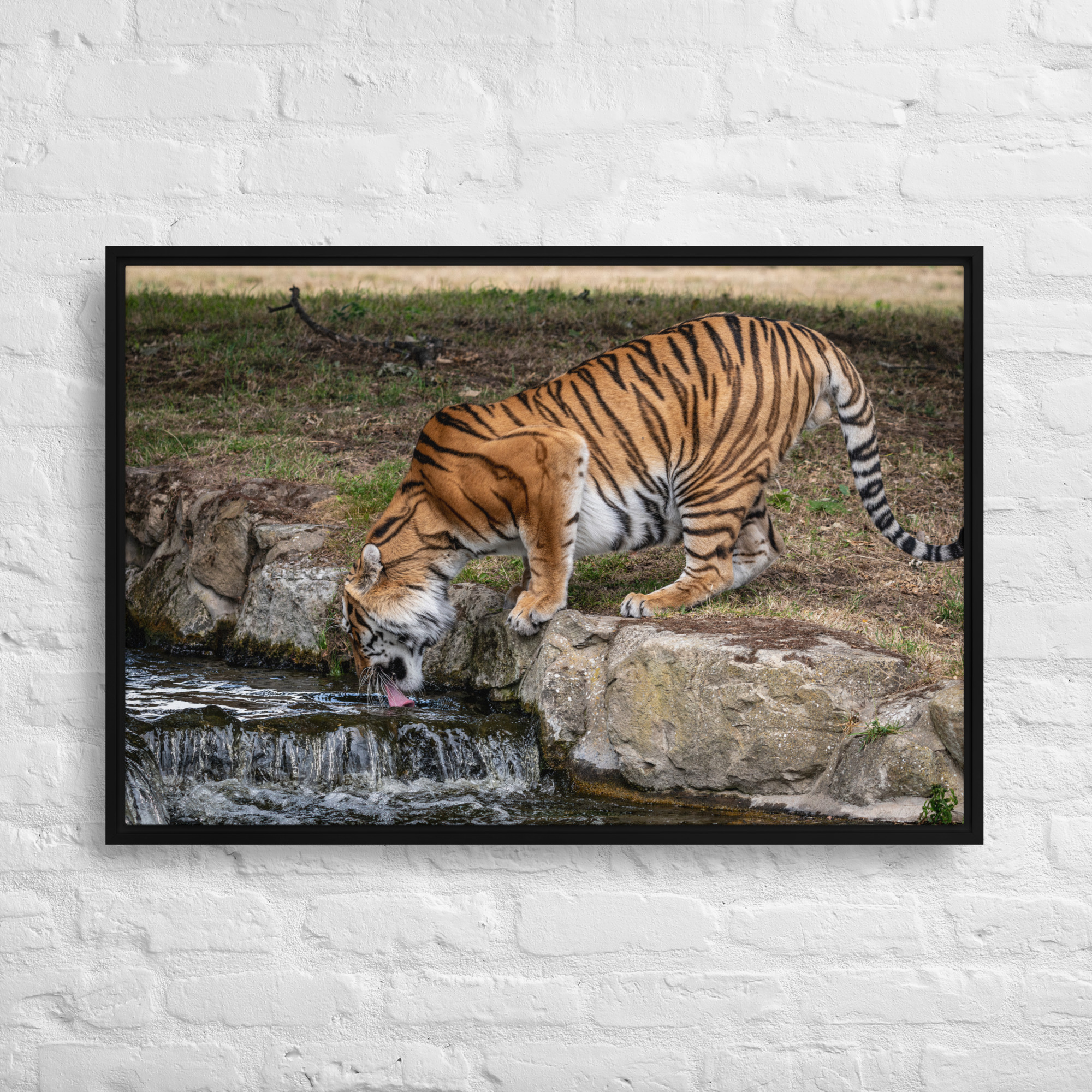Amur Tiger drinking - Framed canvas fine art print - Image 5