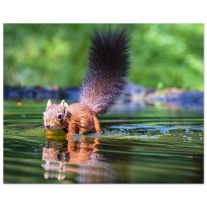 Red Squirrel sun lit in water - Fine art print