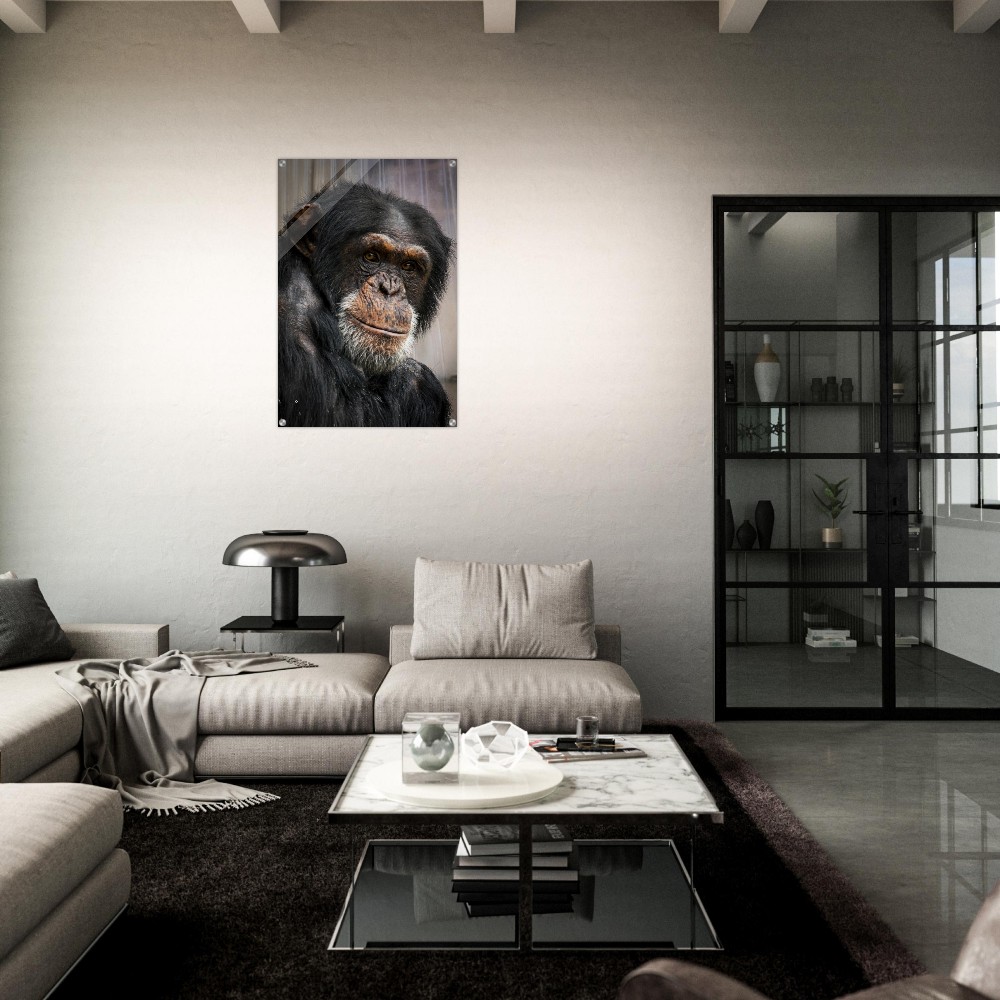 Wise old Chimpanzee - Acrylic fine art print - Image 3