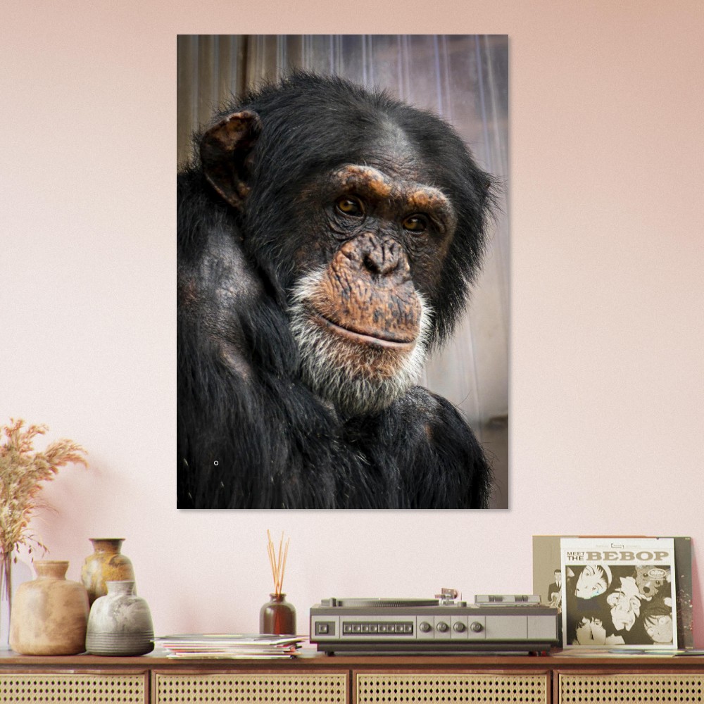 Wise old Chimpanzee - Aluminum fine art Print - Image 2