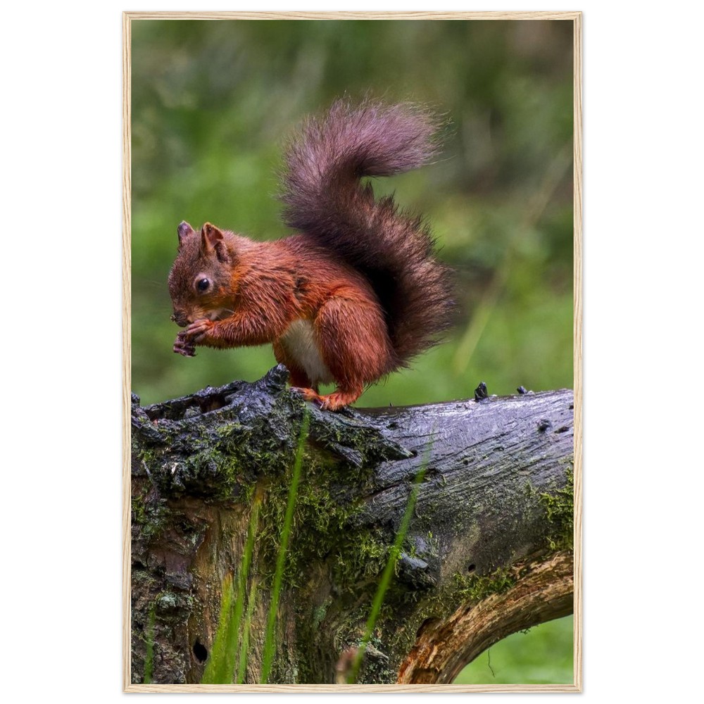 Red Squirrel - Wooden Framed Poster
