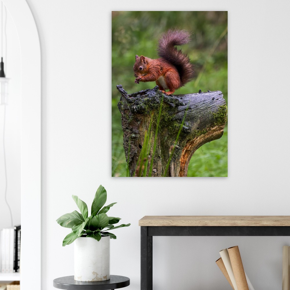 Red Squirrel - Aluminum Print - Image 5