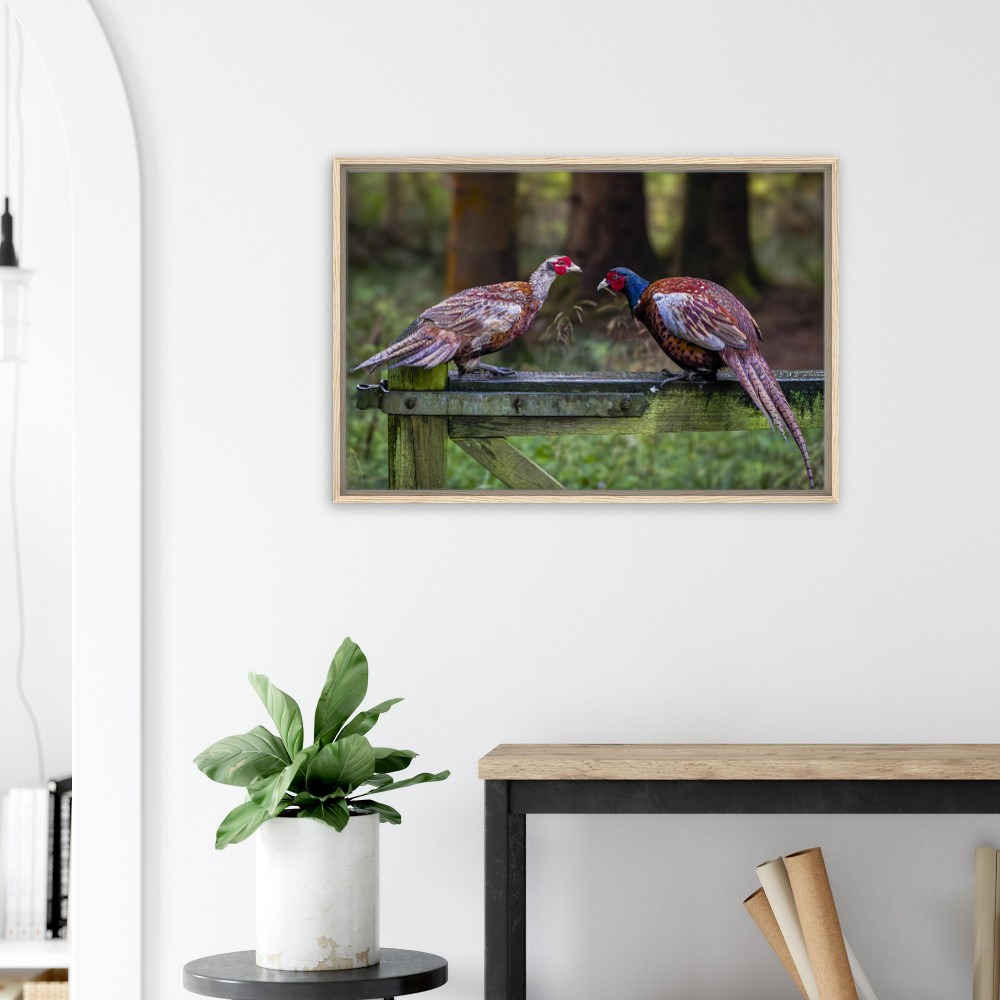 Brace of Pheasants - Framed Canvas - Image 5