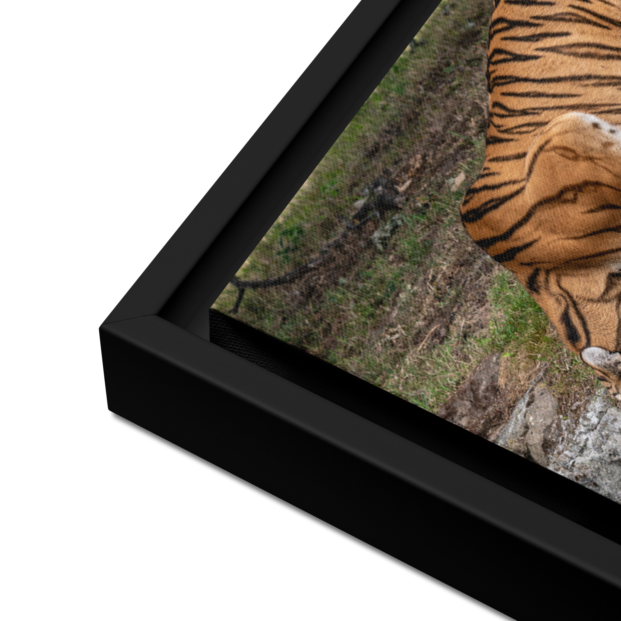 Amur Tiger drinking - Framed canvas fine art print - Image 6