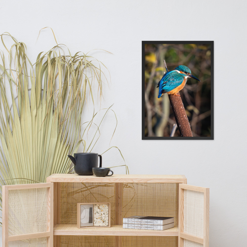 Kingfisher on a Bullrush - Framed fine art print - Image 4
