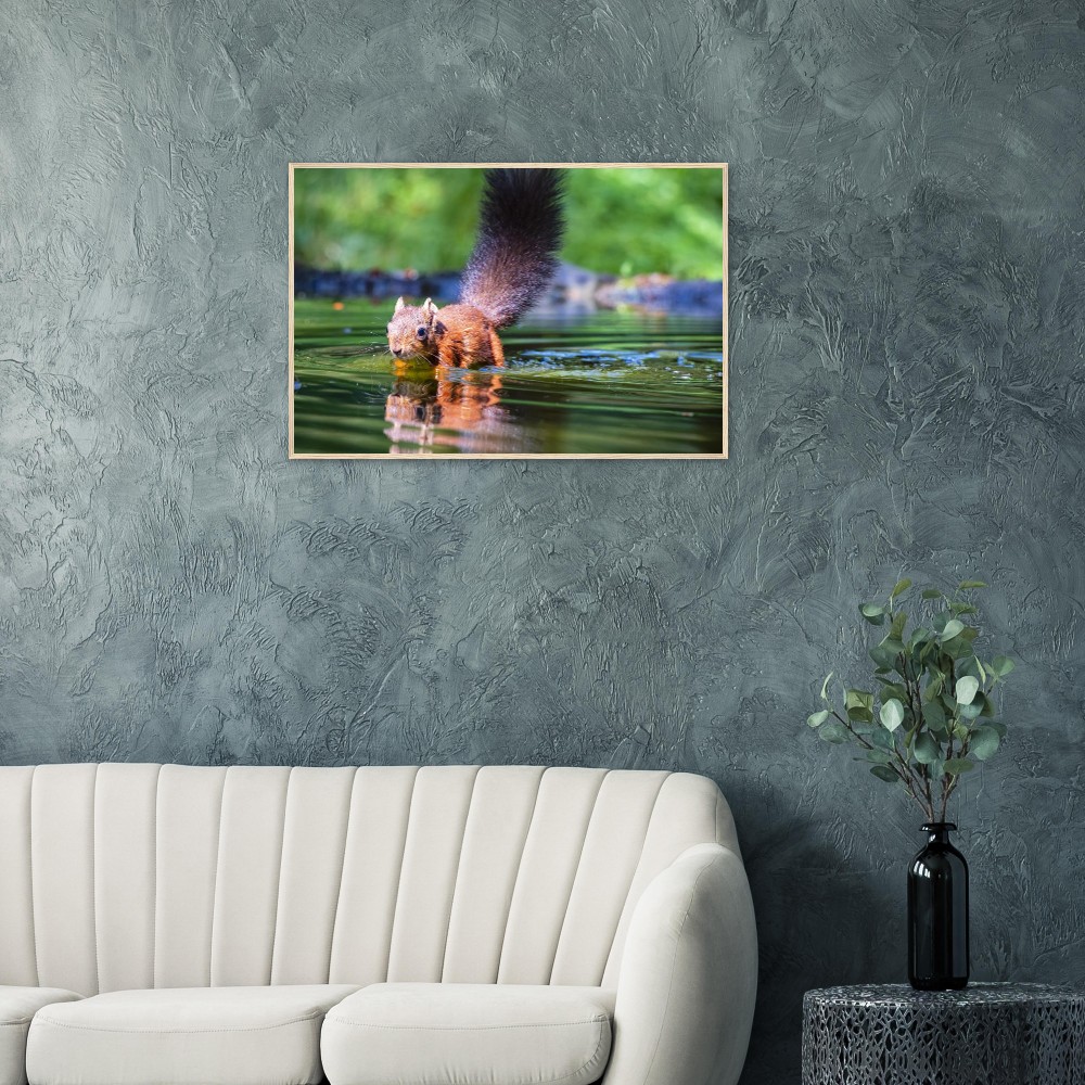 Red Squirrel sun lit in water - Fine art Wooden Framed Poster - Image 2