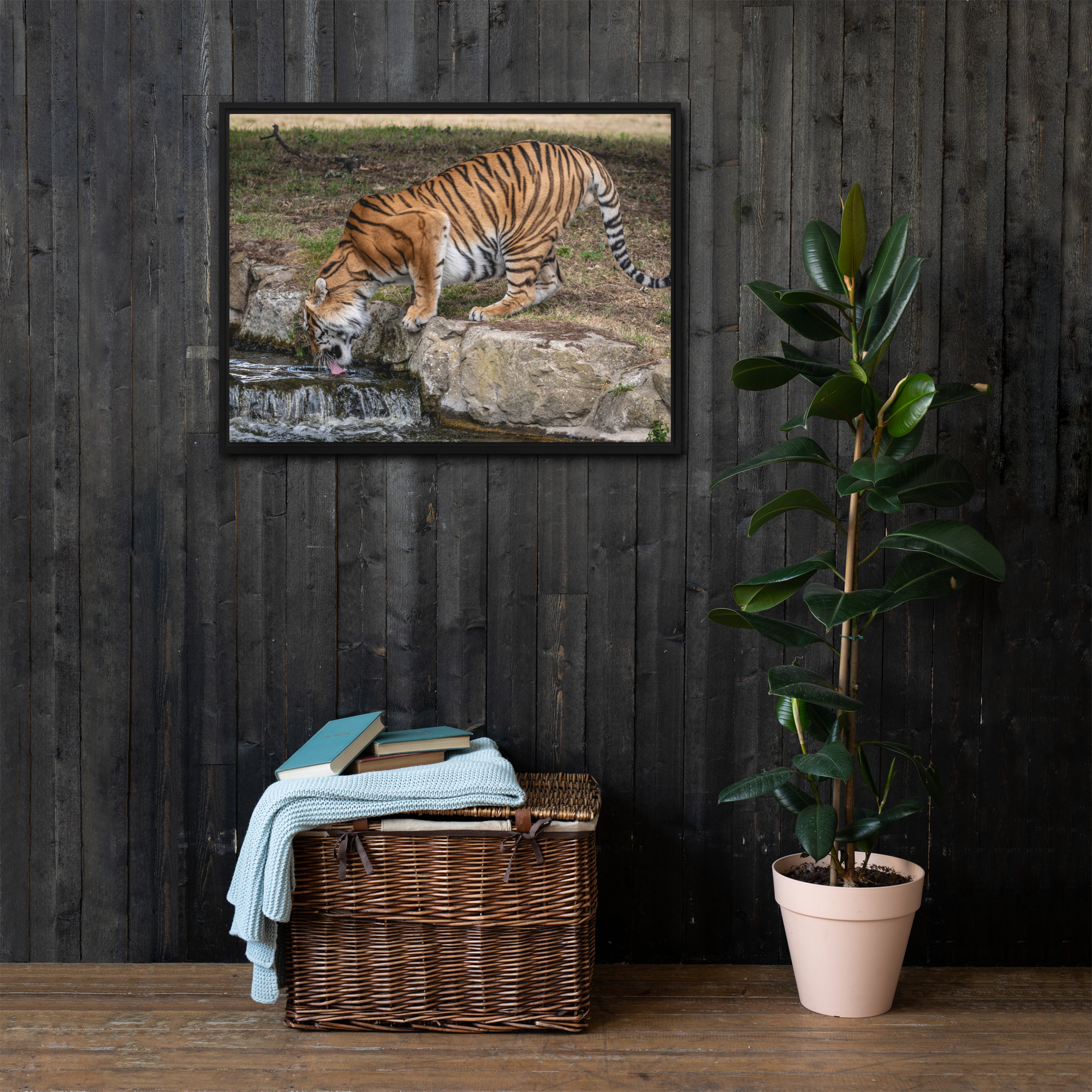 Amur Tiger drinking - Framed canvas fine art print - Image 3