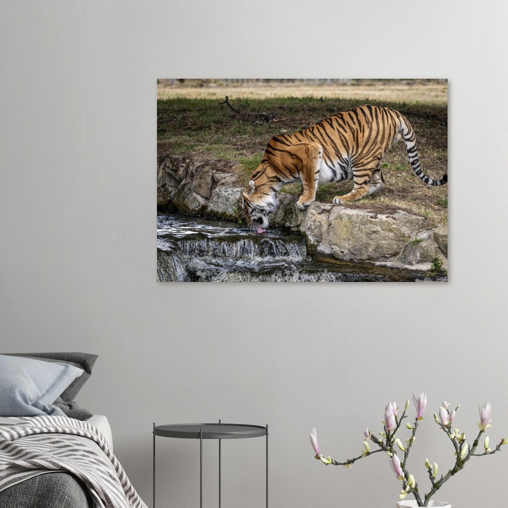 Amur Tiger - Aluminum fine art print - Image 6