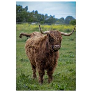Horned Highland Cow - Aluminum fine art print