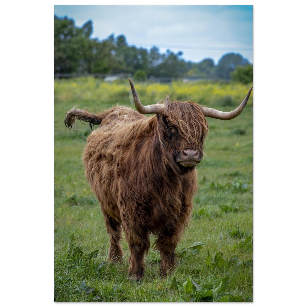 Horned Highland Cow - Aluminum fine art print