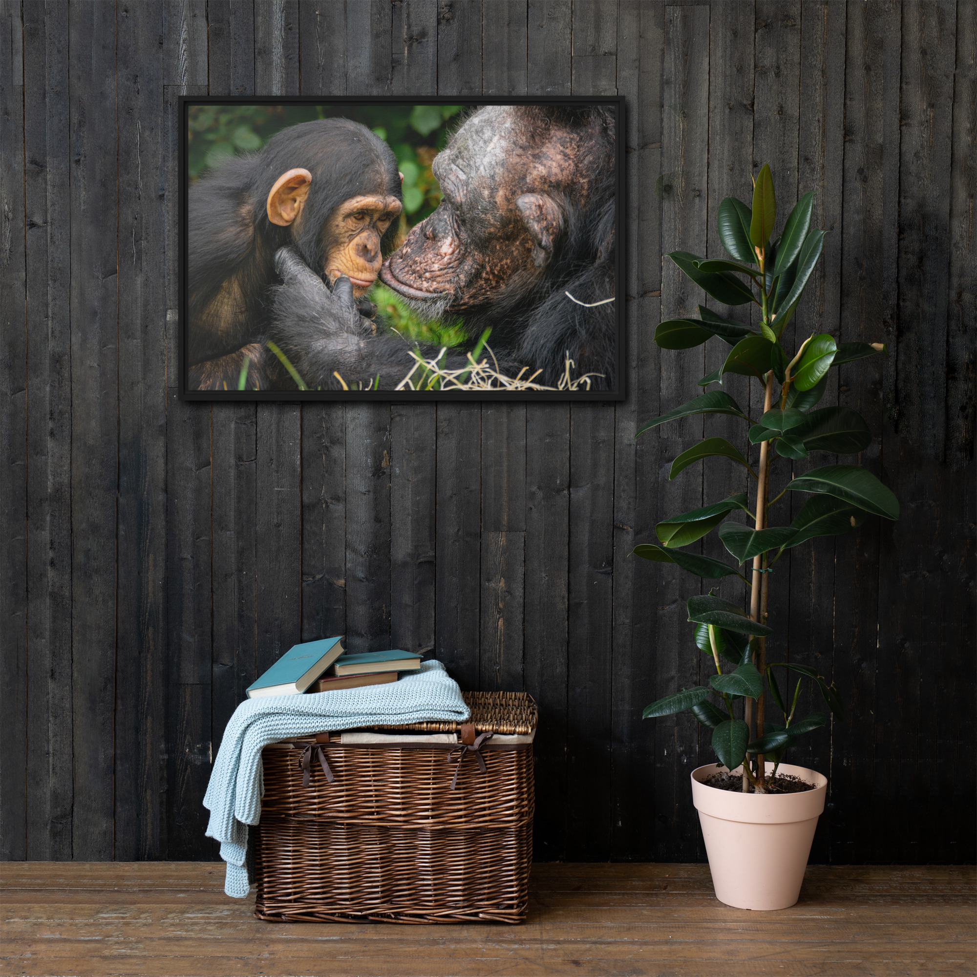 A tender Chimpanzee moment - Framed canvas fine art print - Image 4