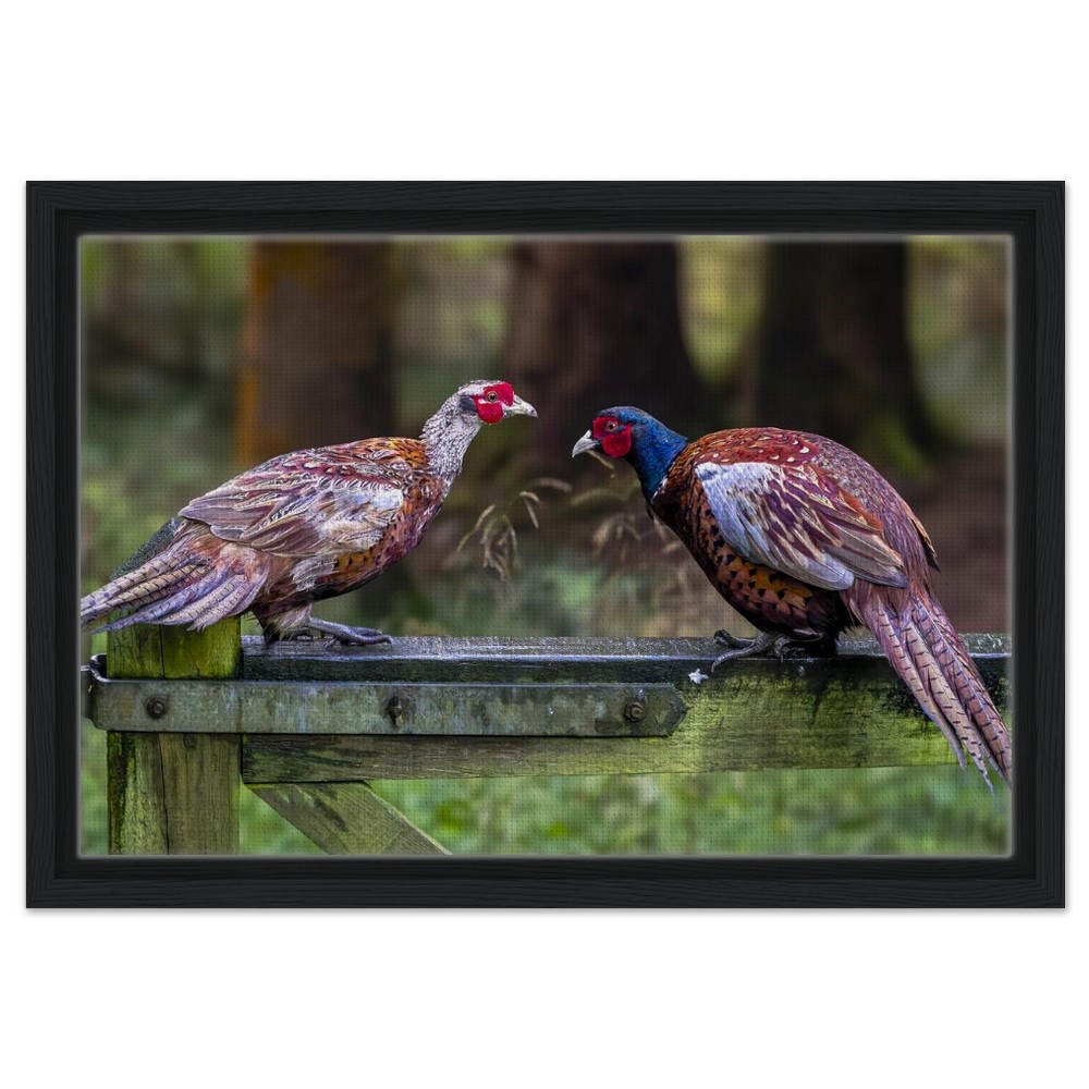 Brace of Pheasants - Framed Canvas - Image 8