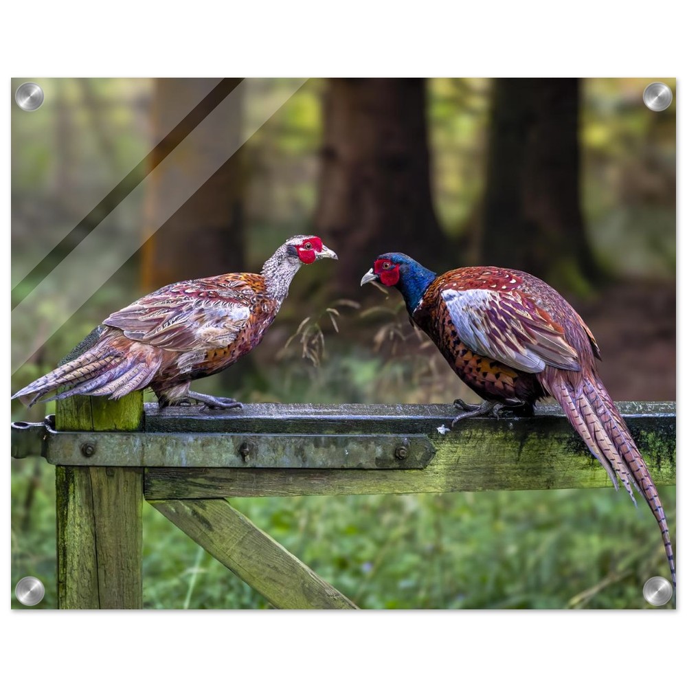 A Brace of Pheasants - Acrylic Fine Art Print - Image 10