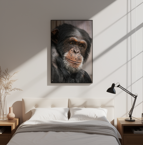 Wise old Chimpanzee - Framed fine art canvas - Image 5