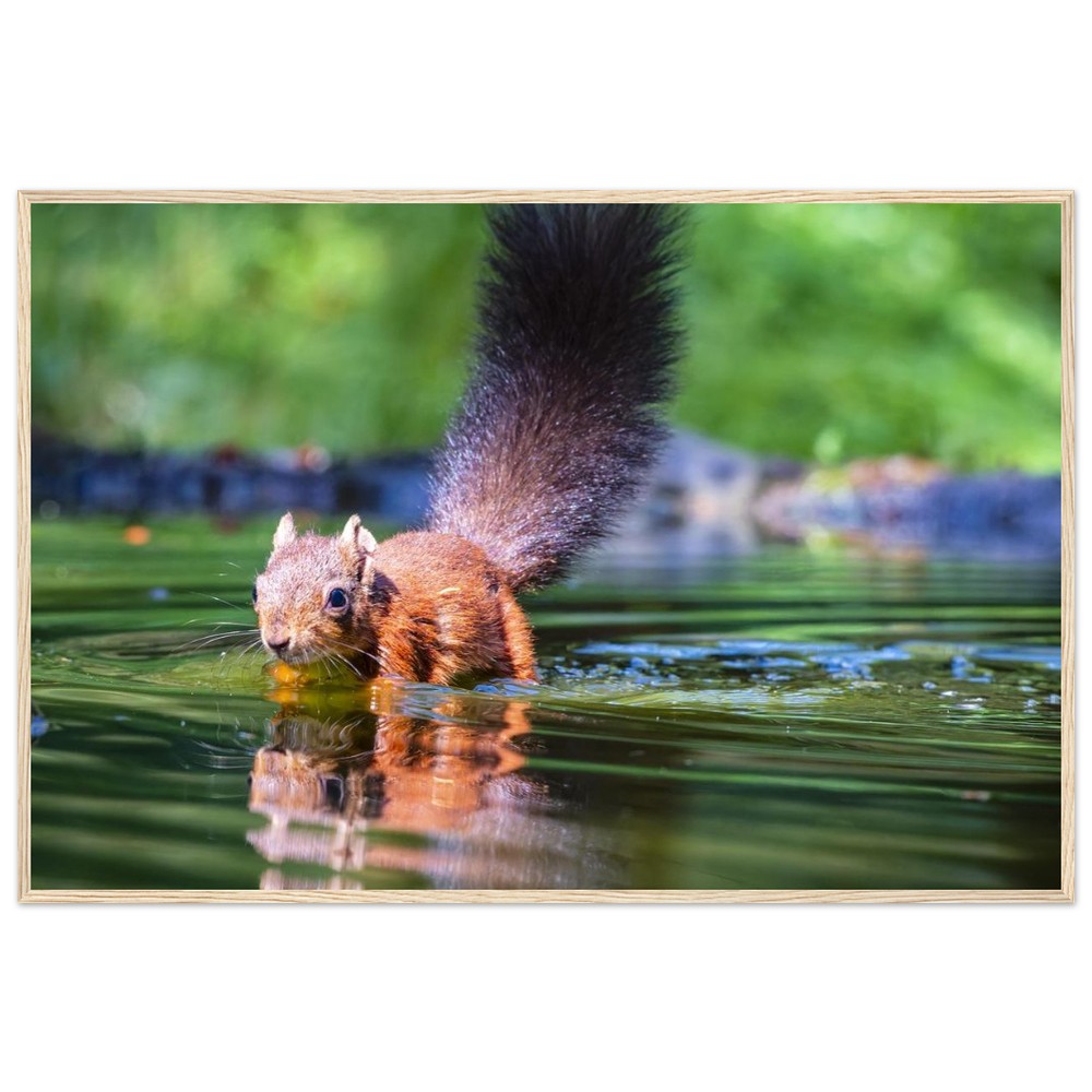 Red Squirrel sun lit in water - Fine art Wooden Framed Poster - Image 8