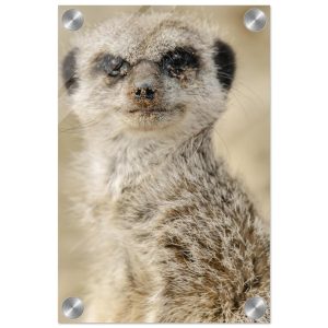 Dreamy Meercat - Acrylic fine art print
