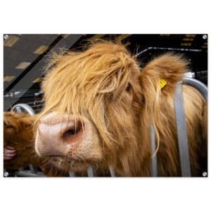 Highland Cow Close - Acrylic Fine Art Print