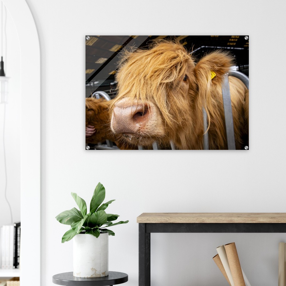 Highland Cow Close - Acrylic Fine Art Print - Image 6