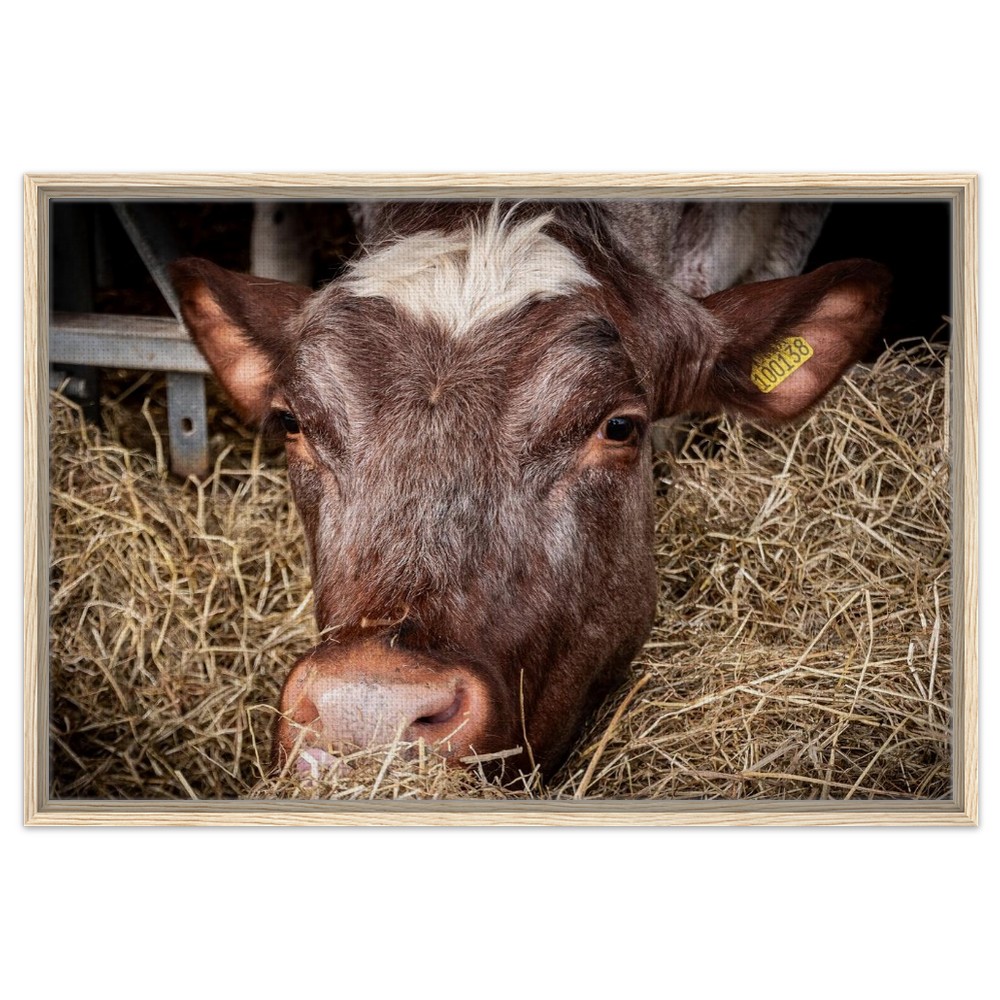 Hungry Cow - Framed Canvas