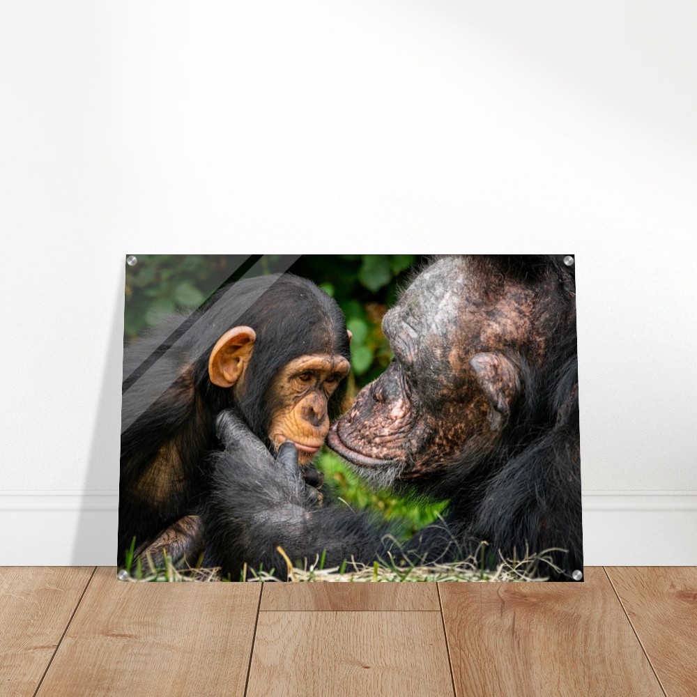 A tender chimpanzee moment - Acrylic fine art print - Image 2
