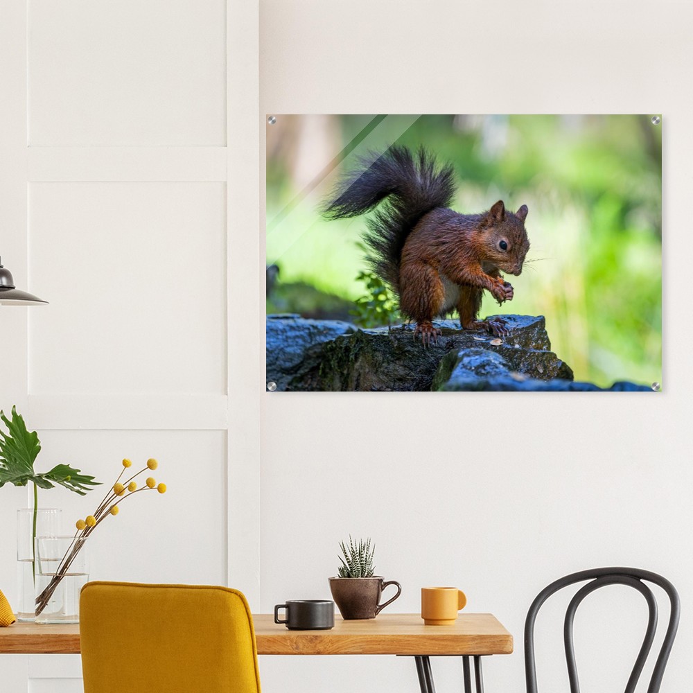 Squirrel With An Acorn - Acrylic Fine Art Print - Image 4