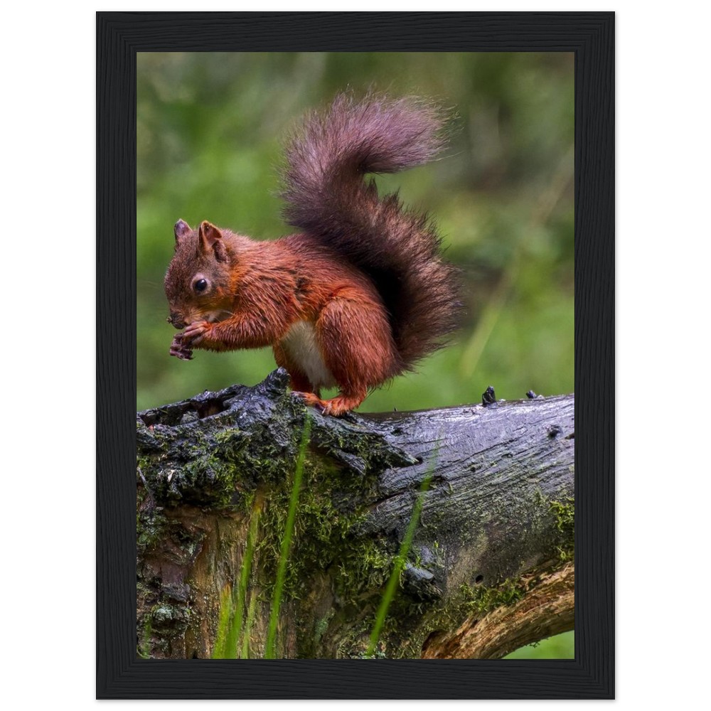 Red Squirrel - Wooden Framed Poster - Image 8