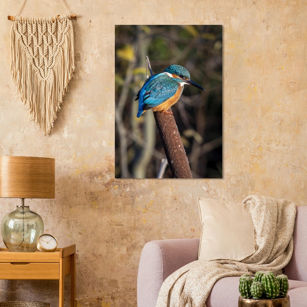 Kingfisher on a Bullrush - Aluminum fine art print - Image 7