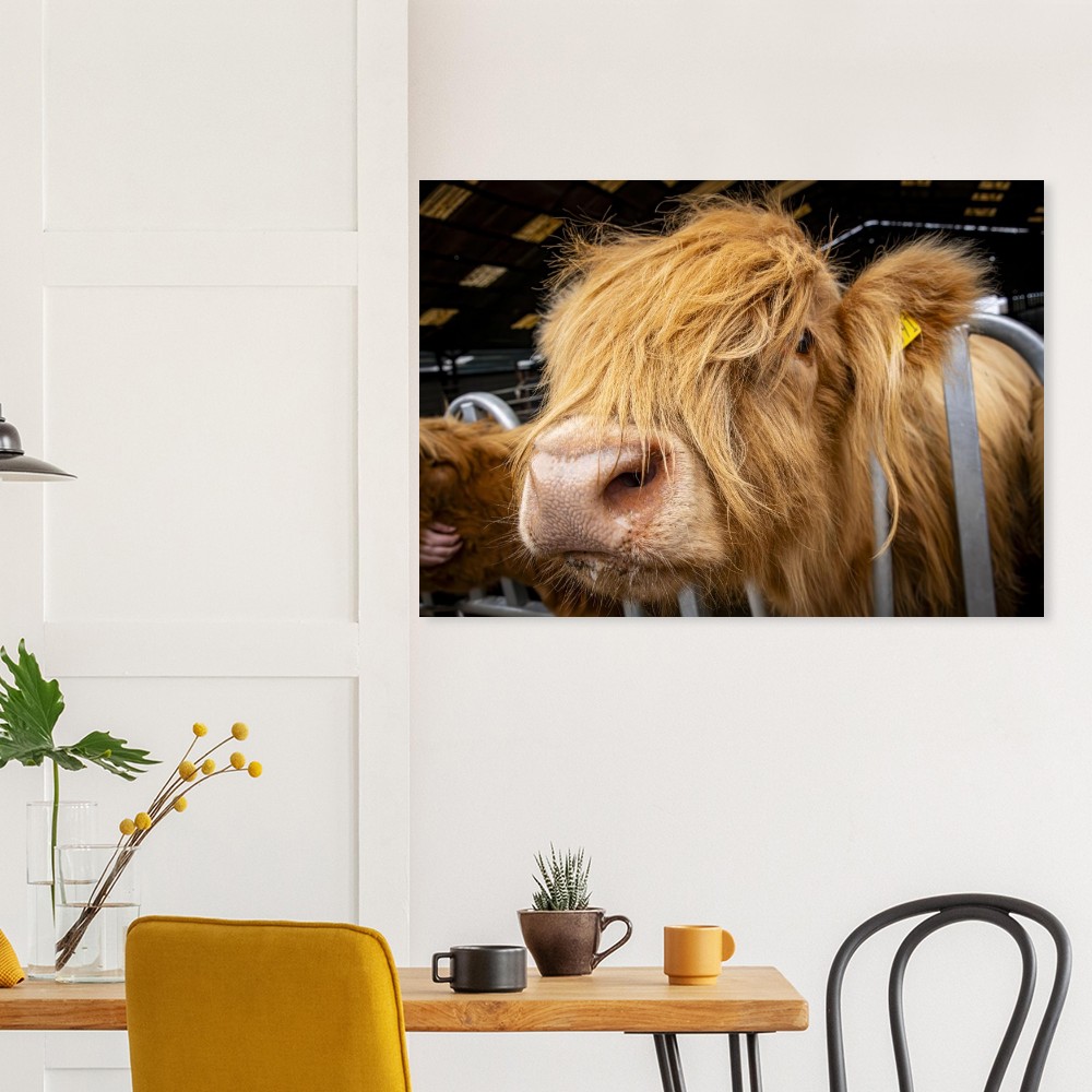 Highland Cow Close - Aluminum Fine Art Print - Image 5