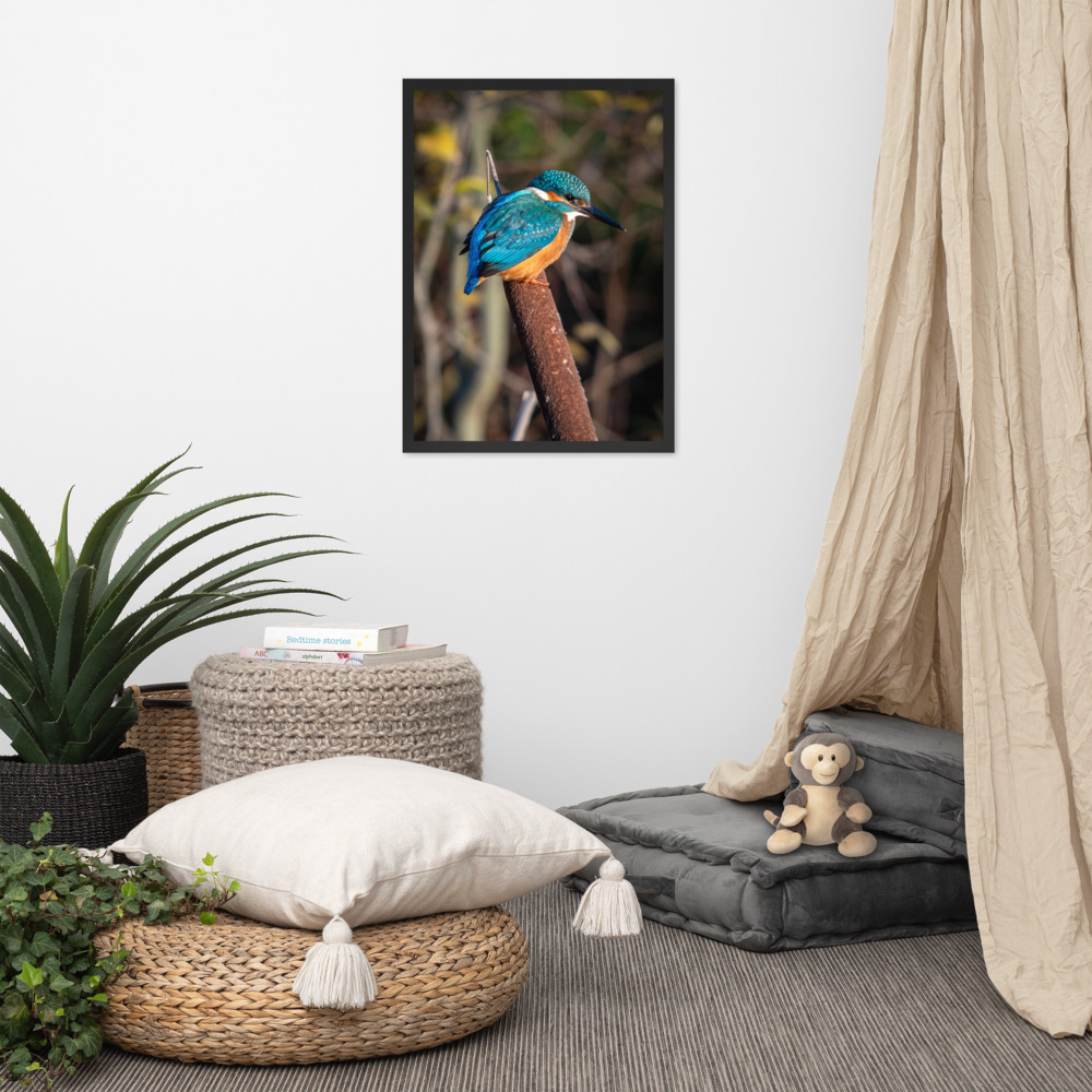 Kingfisher on a Bullrush - Framed fine art print - Image 3