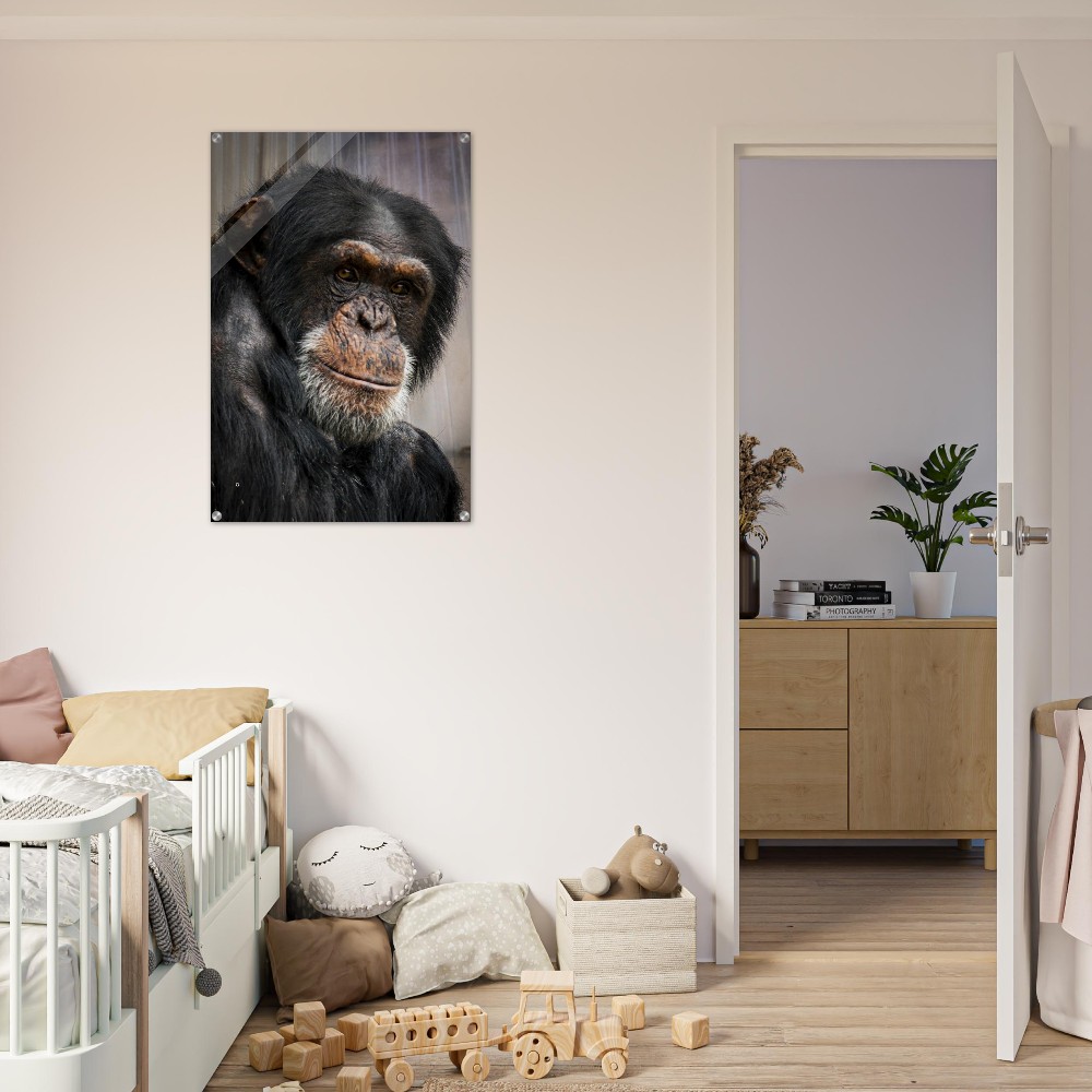 Wise old Chimpanzee - Acrylic fine art print - Image 5