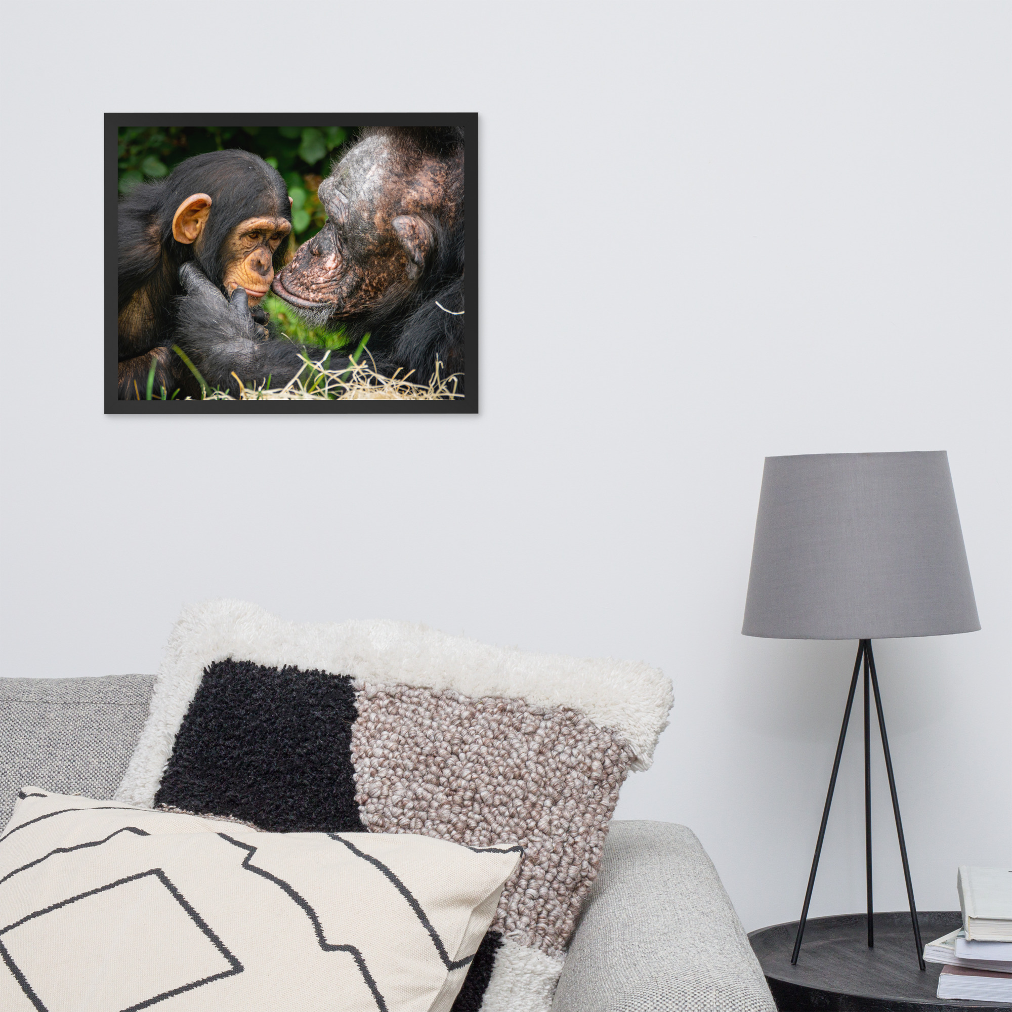 A tender Chimpanzee moment - Framed fine art print - Image 7
