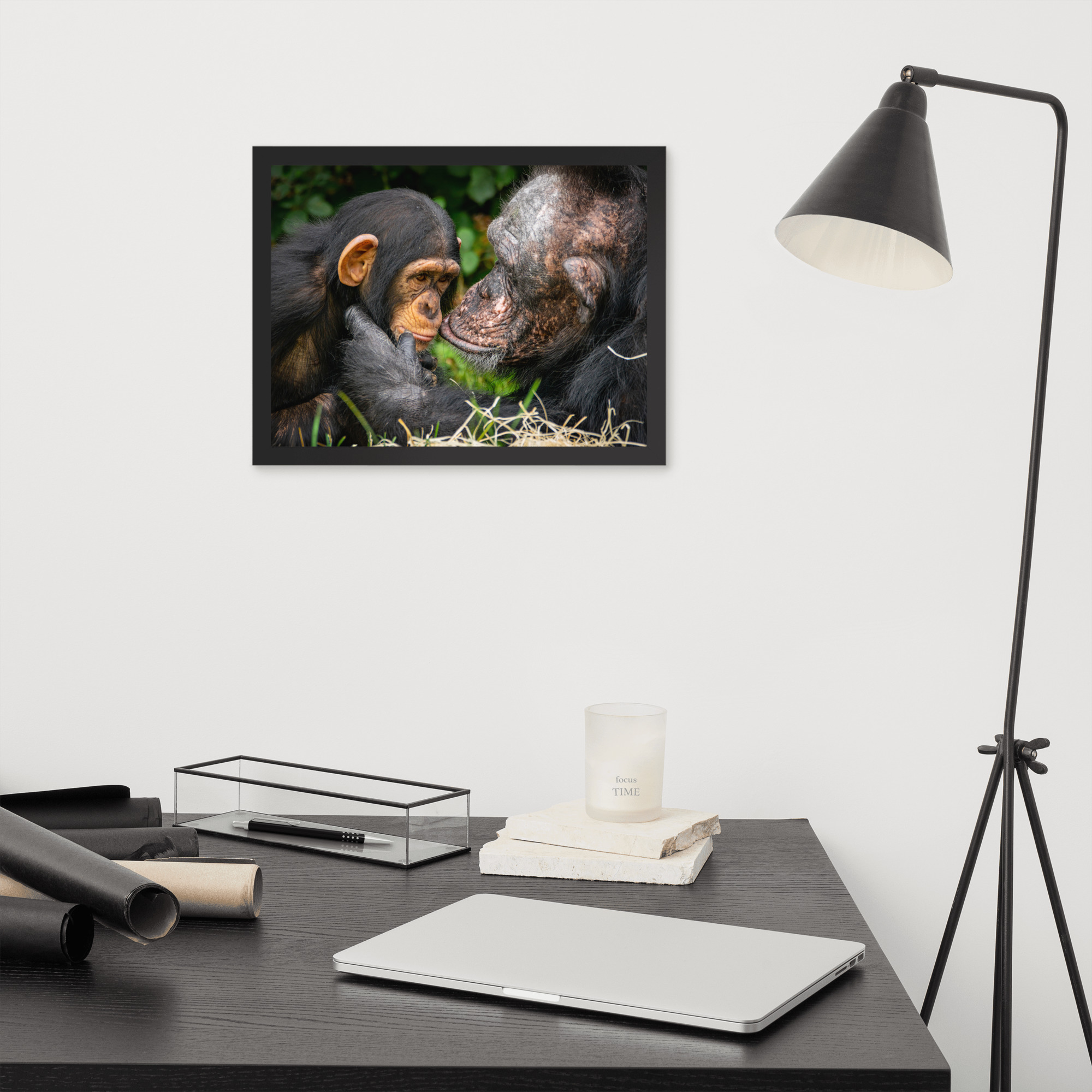 A tender Chimpanzee moment - Framed fine art print - Image 8