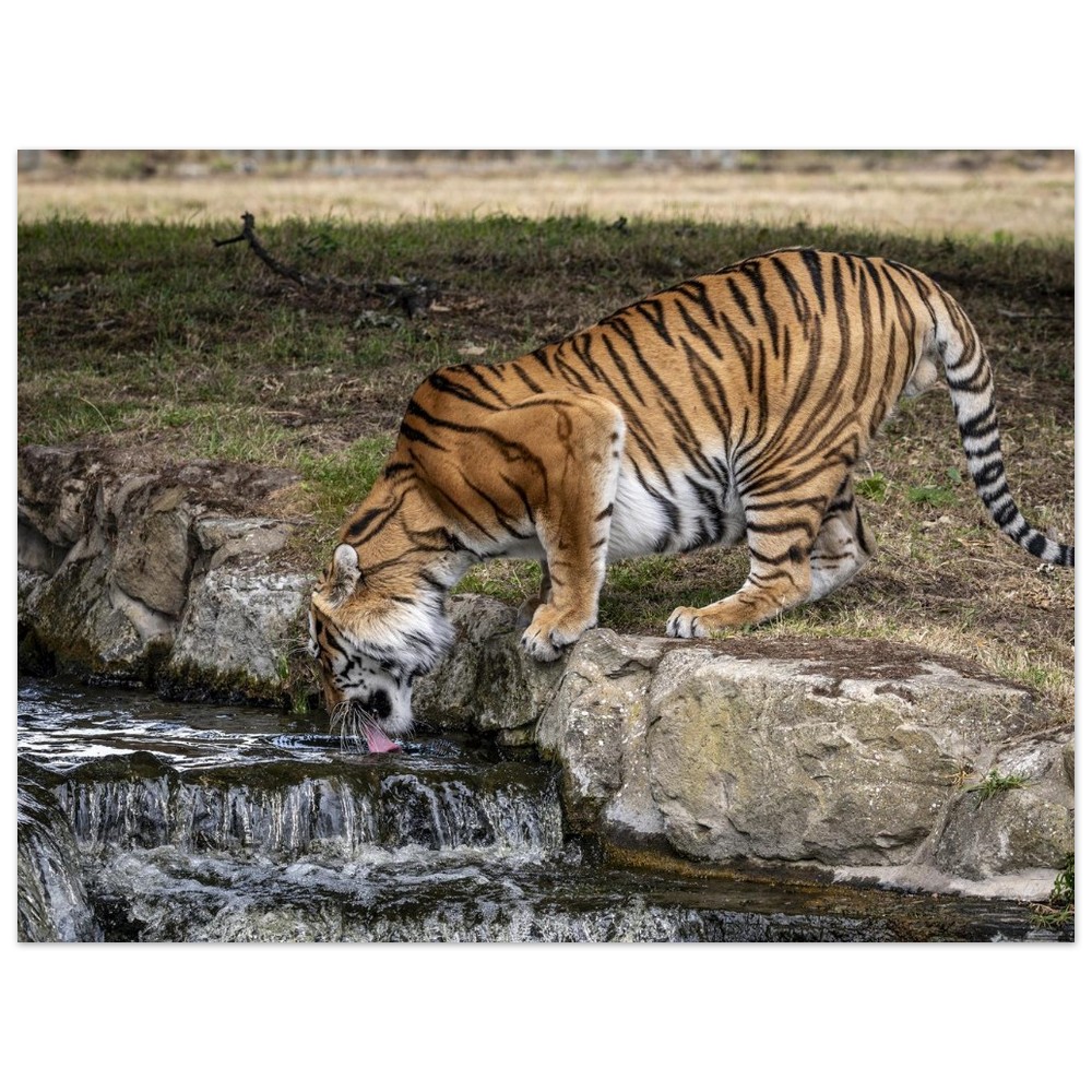 Amur Tiger - Aluminum fine art print