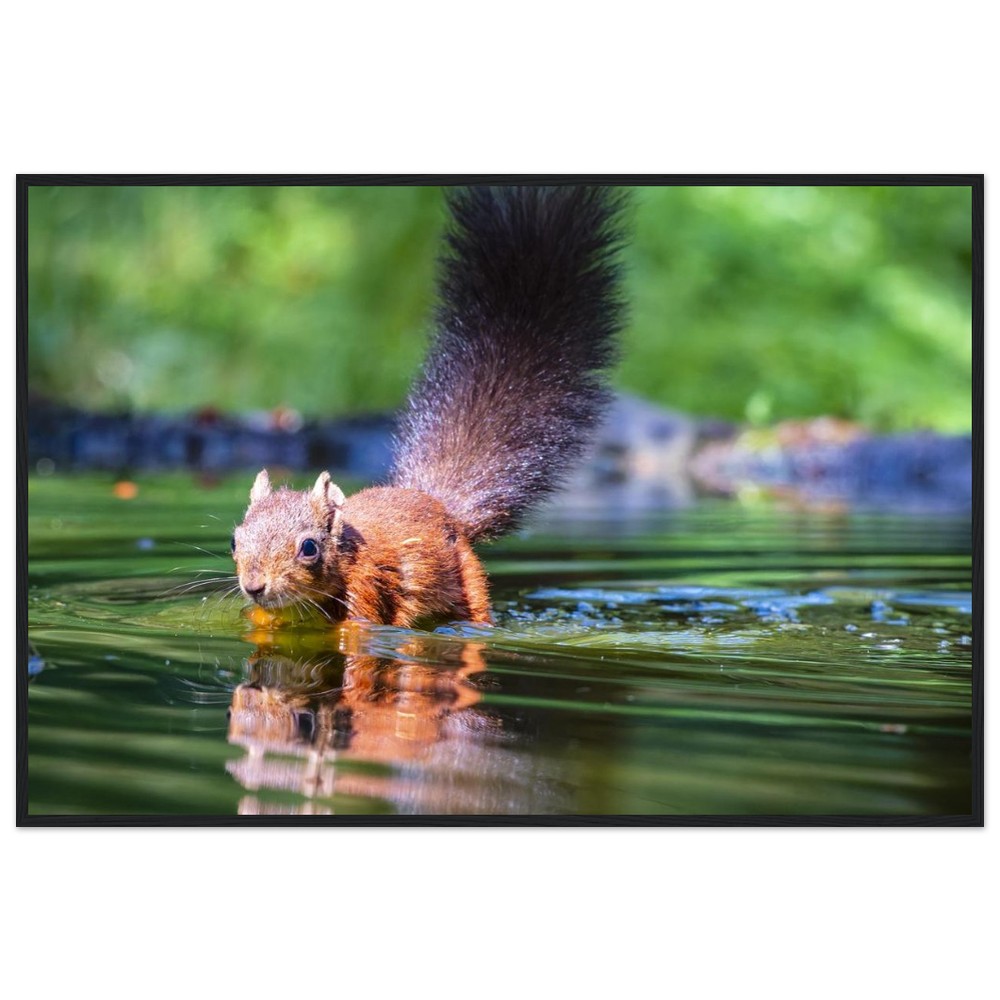 Red Squirrel sun lit in water - Fine art Wooden Framed Poster - Image 9