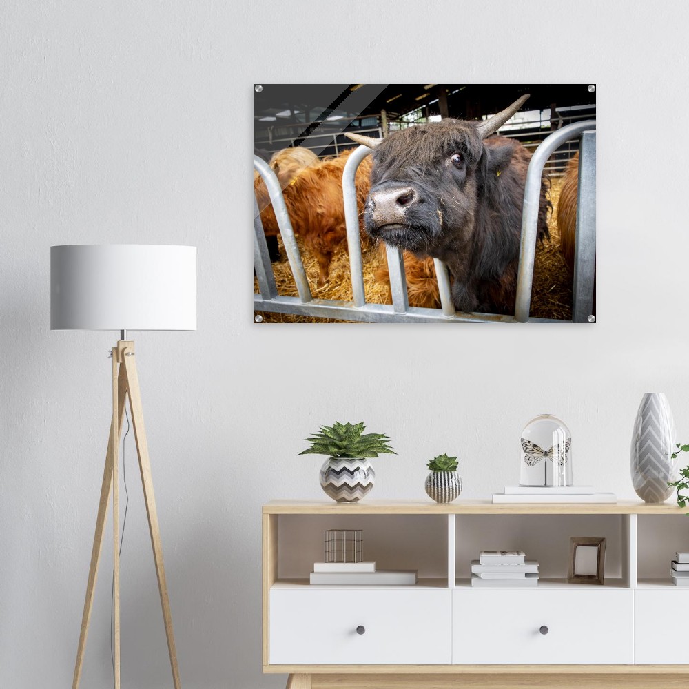 Black Highland Cow - Acrylic fine art print - Image 8