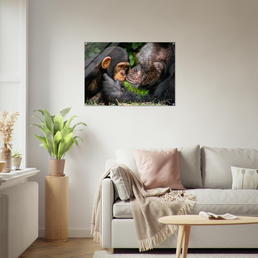 A tender chimpanzee moment - Acrylic fine art print - Image 6