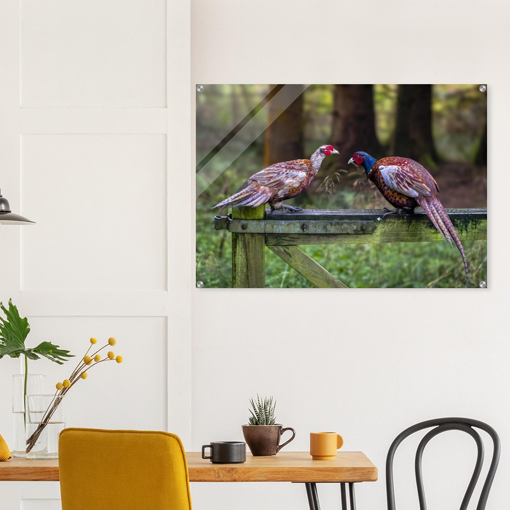 A Brace of Pheasants - Acrylic Fine Art Print - Image 3