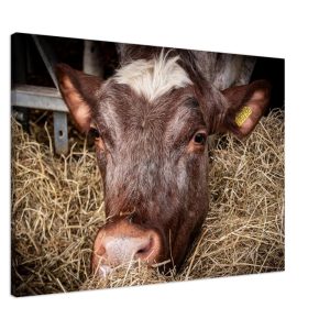 Hungry Cow - Fine art Canvas print