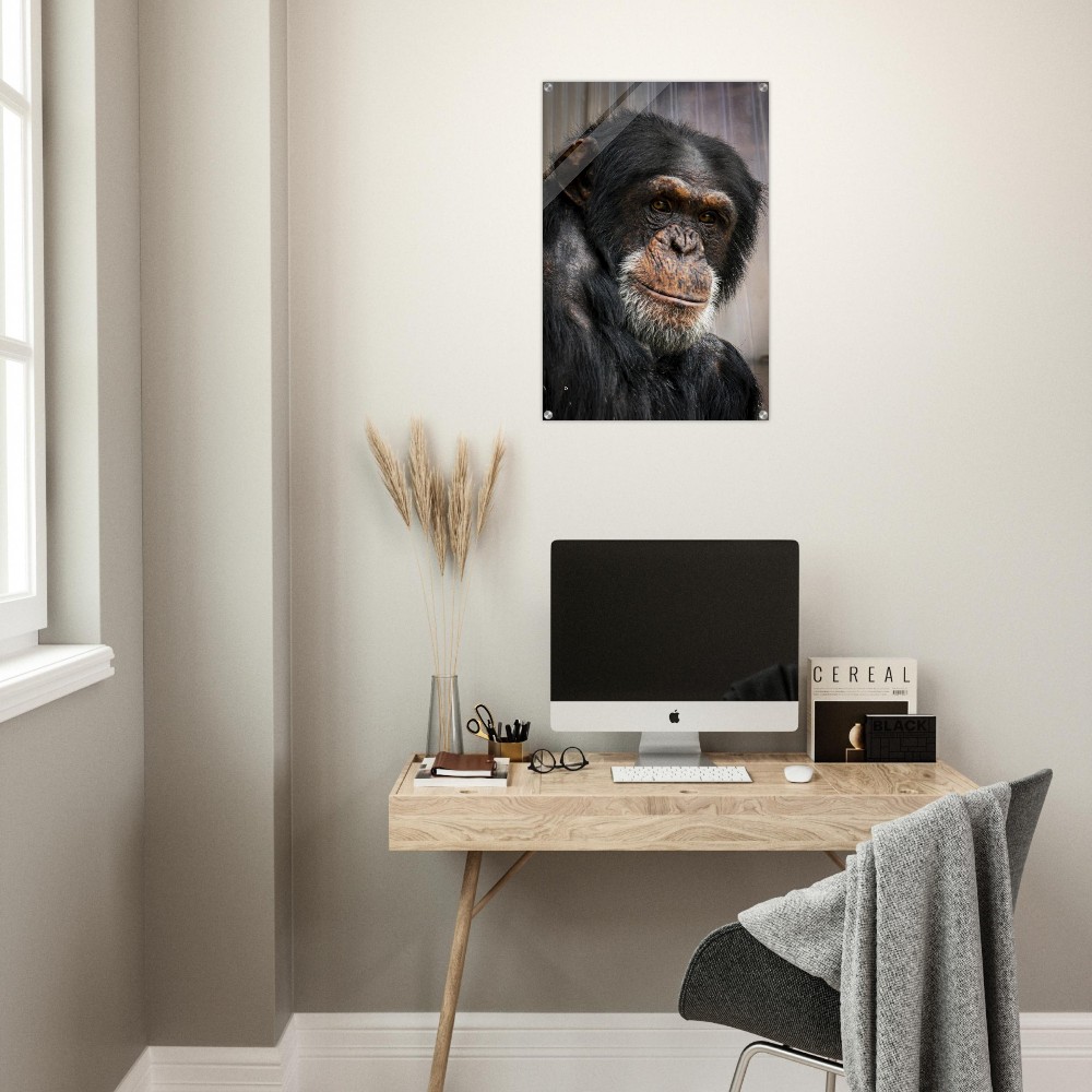Wise old Chimpanzee - Acrylic fine art print - Image 2