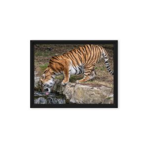 Amur Tiger drinking - Framed canvas fine art print
