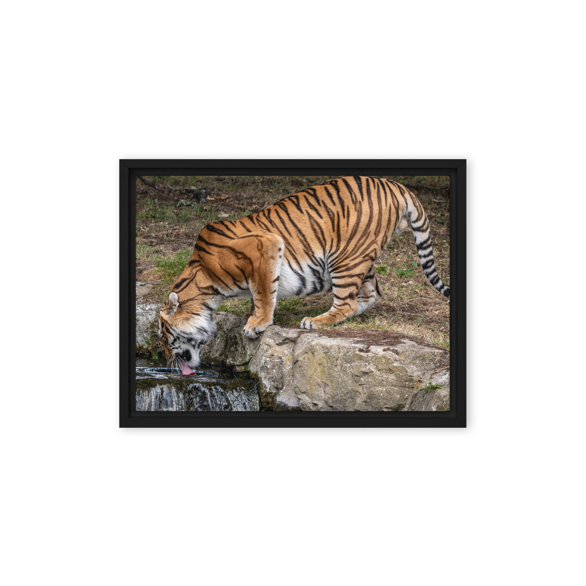 Amur Tiger drinking - Framed canvas fine art print